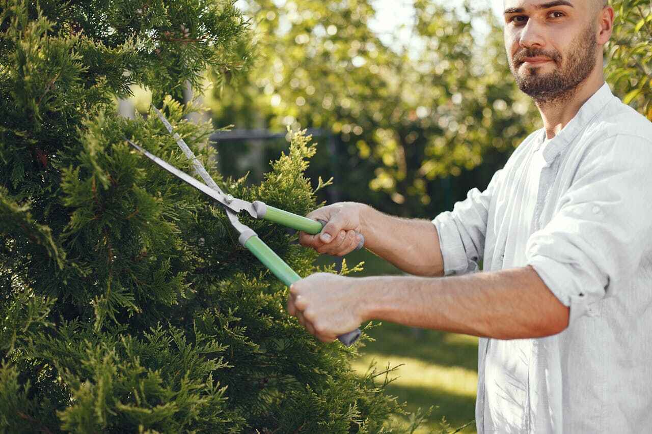 Tree Branch Trimming in Longboat Key, FL